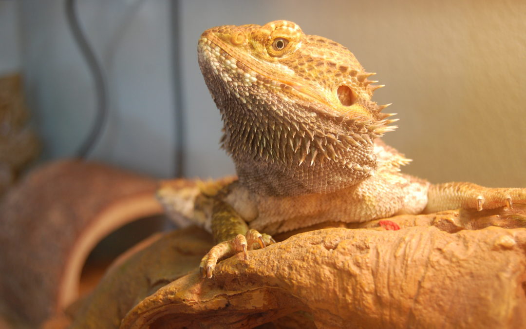 How to maintain ideal Heat, Light temperature for a bearded dragon?