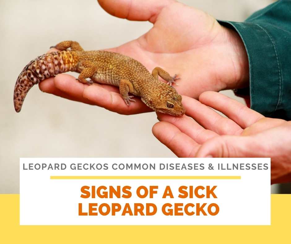 How to know in advance If your leopard Gecko is ill and about to die?