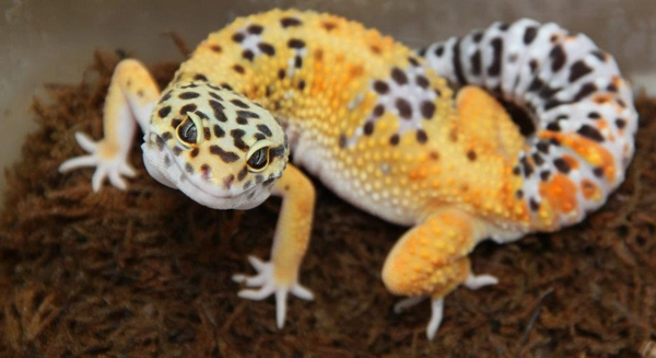 Mistake to avoid if planning to own Leopard Gecko as pet?