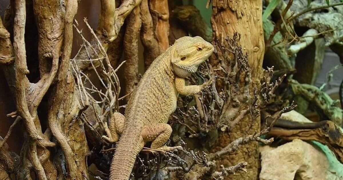 Things to know before getting a bearded dragon