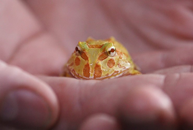 Pacman Frog Shedding Tips- How Often Pacman Frog sheds?