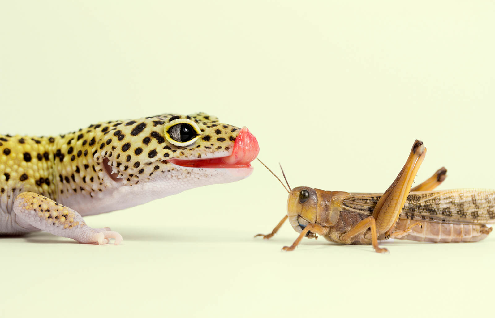 Best Leopard Gecko food products you must buy for your pets in 2022