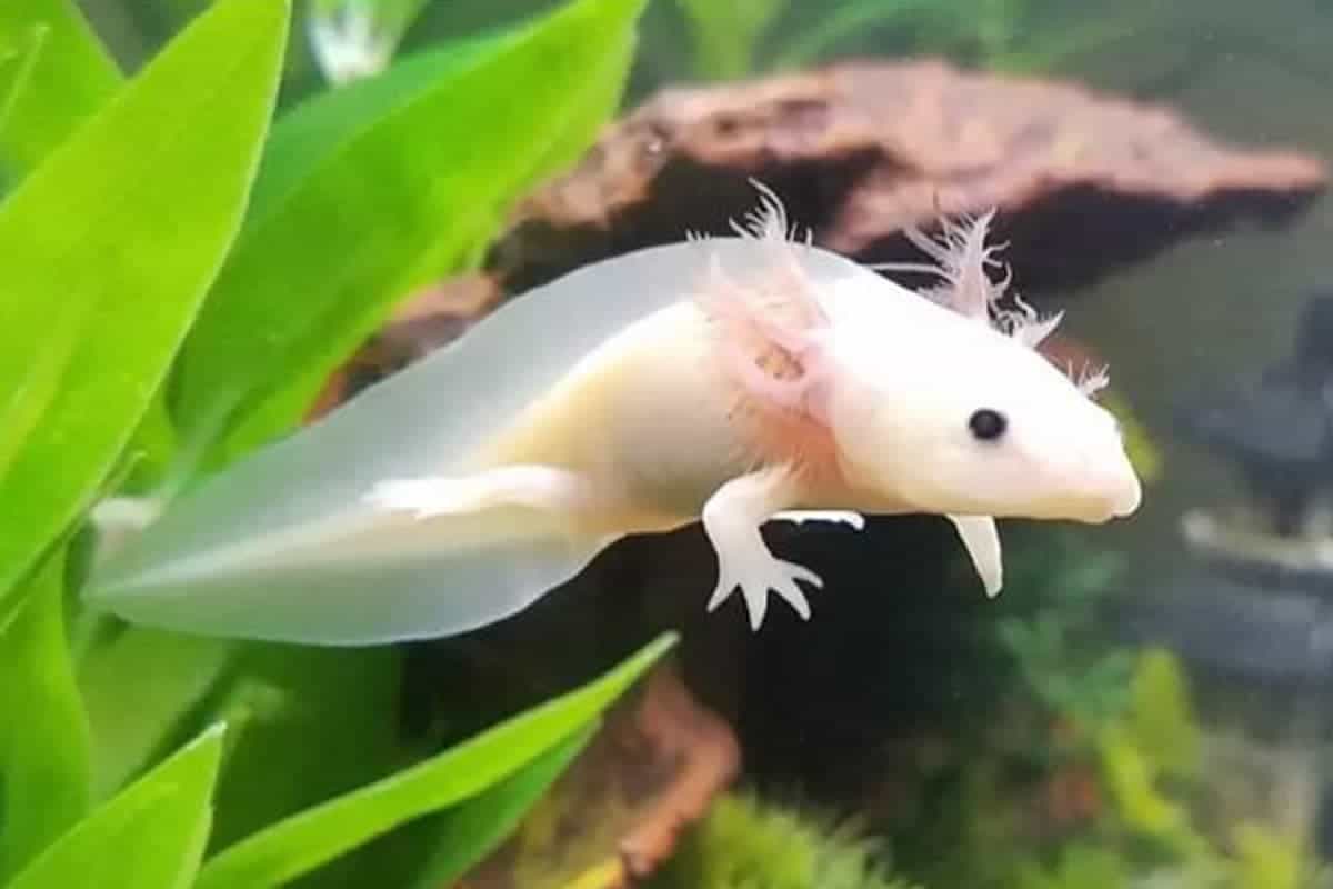 spelunky 2 axolotl