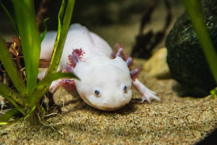 Best Axolotl Water dish bowl- Top choices in 2022