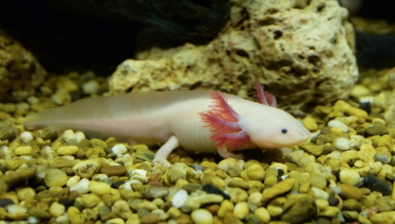 How to feed to Axolotl- Food feeding Guide in 2022