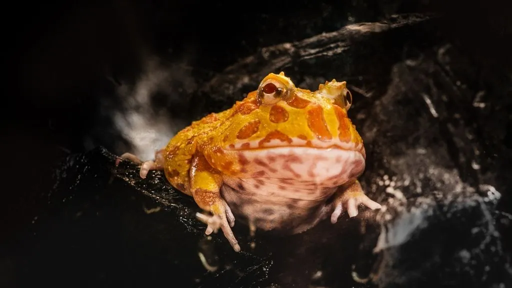 Mistake to avoid if planning to own Pacman Frog as pet?