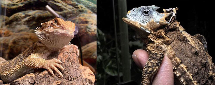 bearded dragon vs horned toad fight comparison- who will win?