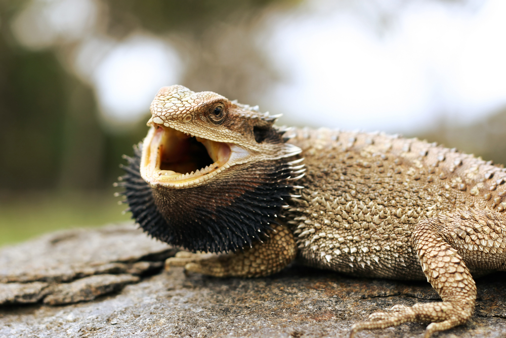 What does it mean when bearded dragons open its mouth