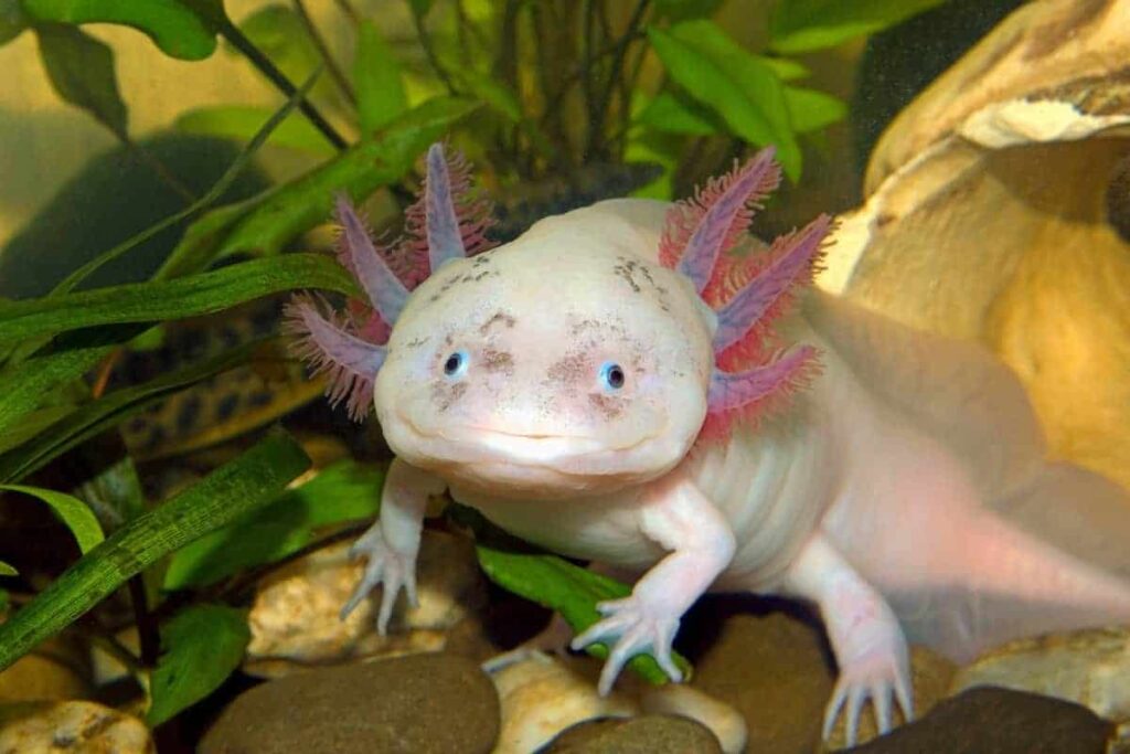 how-much-do-axolotls-cost-where-to-buy-axolotl-baby-pet