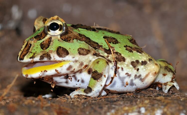 Pacman Frog Training Exercise- Can we train Pacman Frogs?