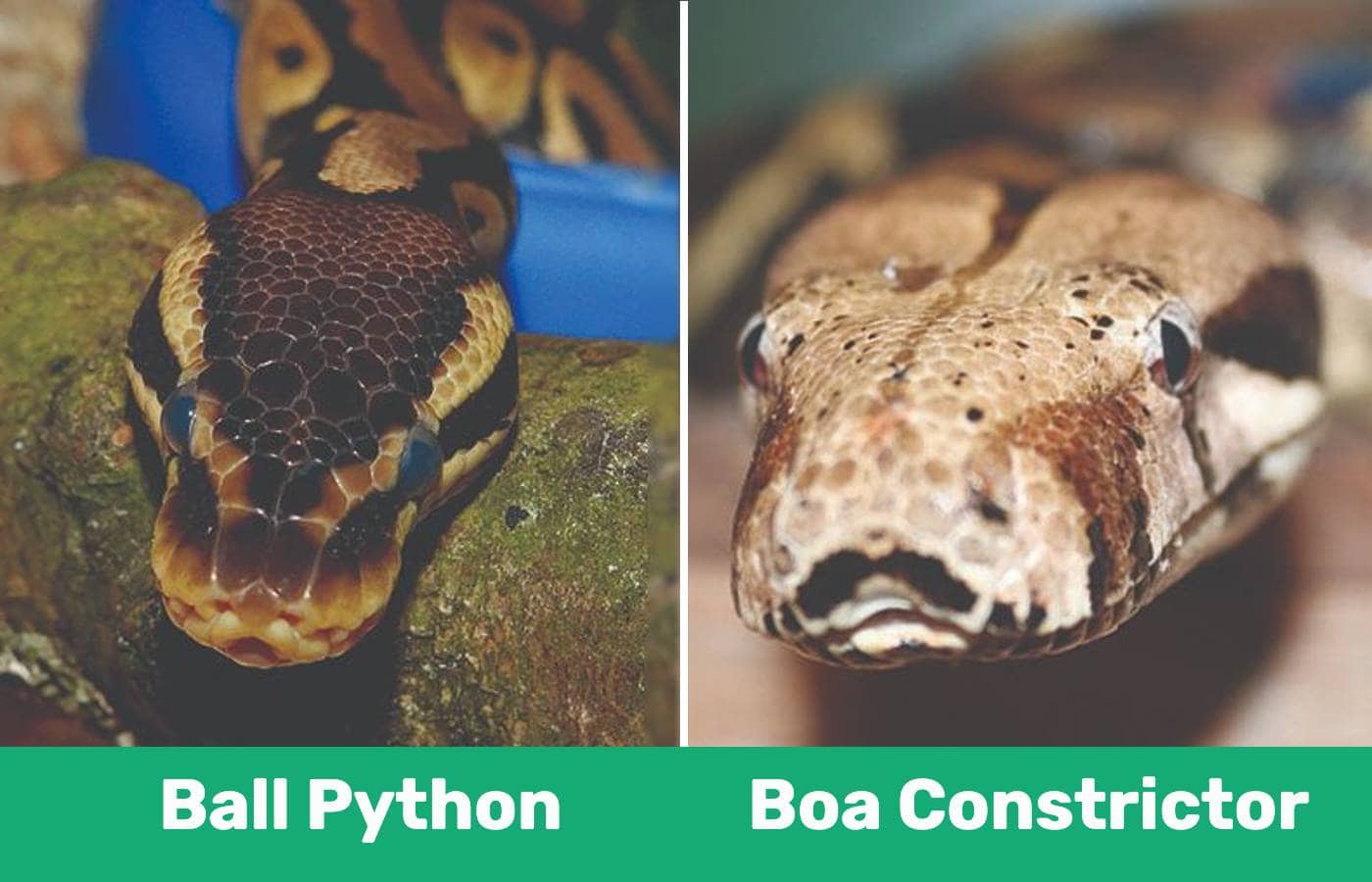 ball python vs boa constrictor fight comparison- who will win?