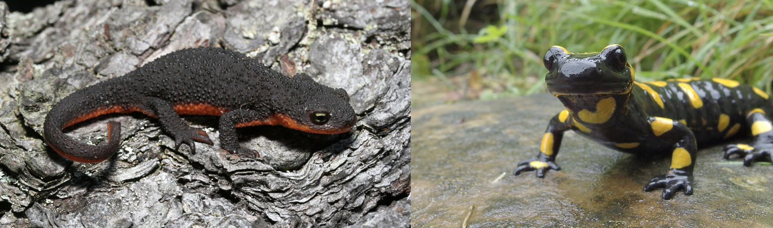 Newt vs Salamander