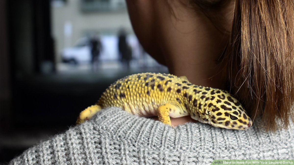 Leopard Gecko training exercises