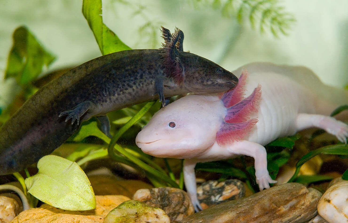 Salamander Vs Axolotl Fight Comparison- Who Will Win