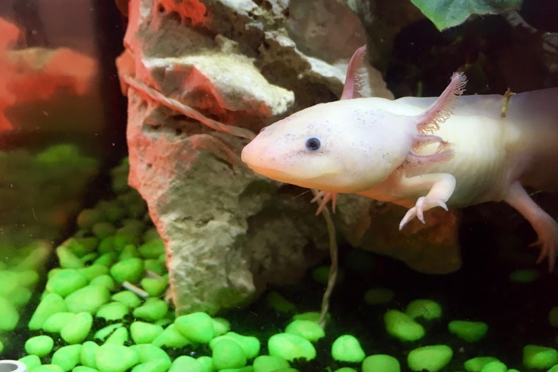 How much Axolotl Maintenance and all accessories cost per month?