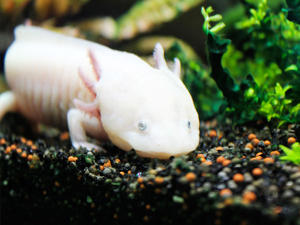 Must to have 7 things for Axolotl 20 tank