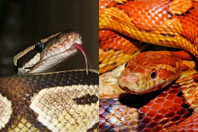 ball python vs corn snake fight comparison- who will win?