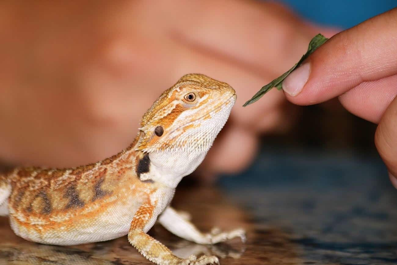 Why my bearded dragon is not eating food?