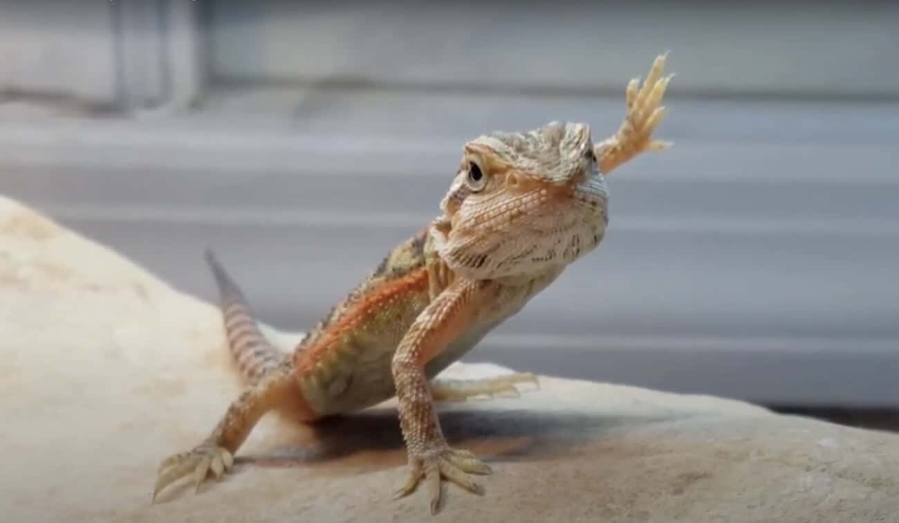 What does it mean when bearded dragons wave?