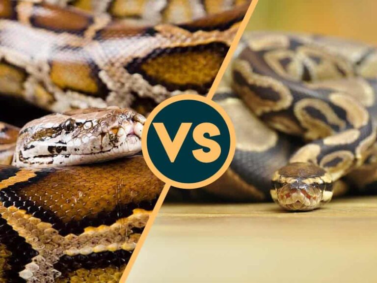 ball-python-vs-burmese-python-fight-comparison-who-will-win