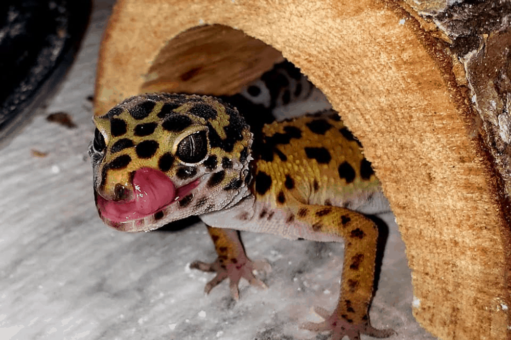 how many mealworms to feed a leopard gecko