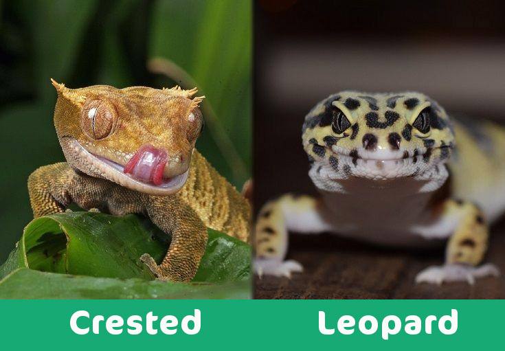 leopard gecko vs crested gecko fight comparison- who will win?