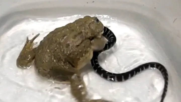 pacman frog vs snake fight comparison- who will win?