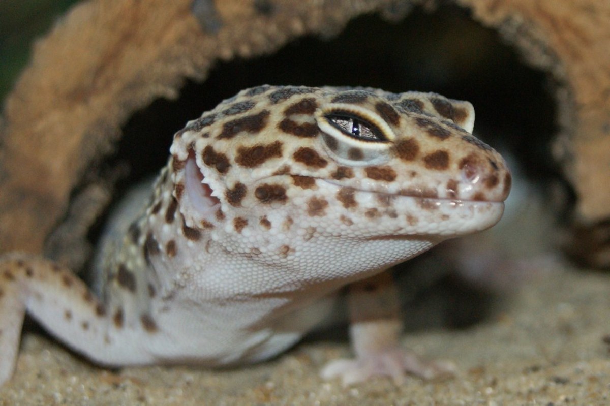 How to treat Leopard Gecko eye infection in 2022?