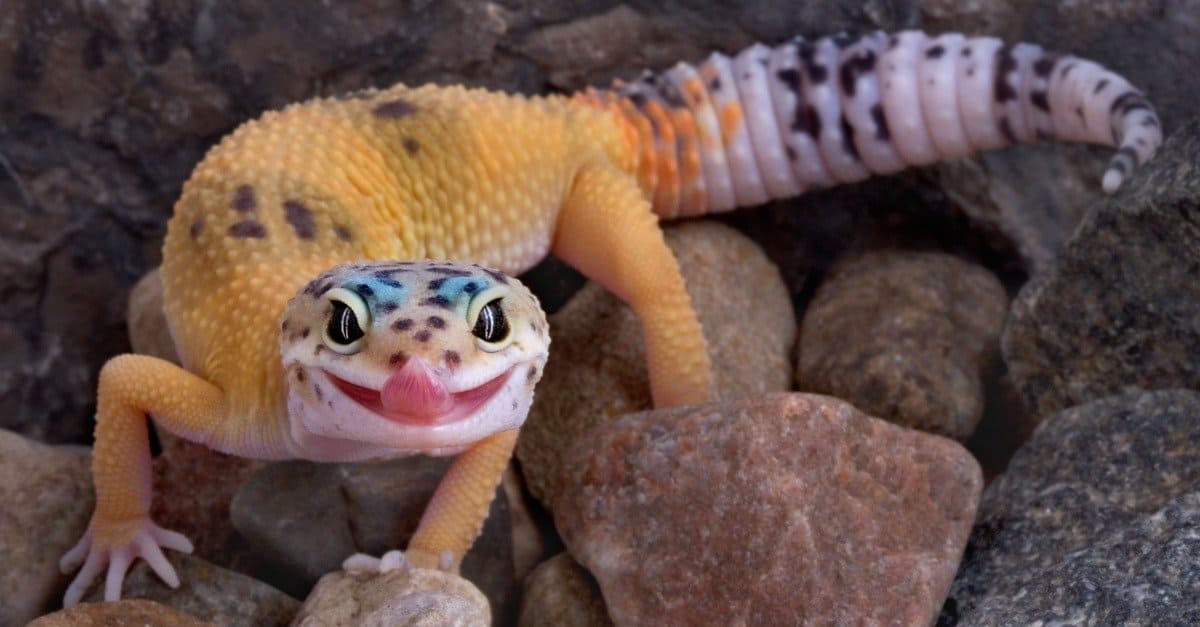 how to make a leopard gecko smile