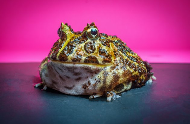 How big size an adult Pacman Frog gets?