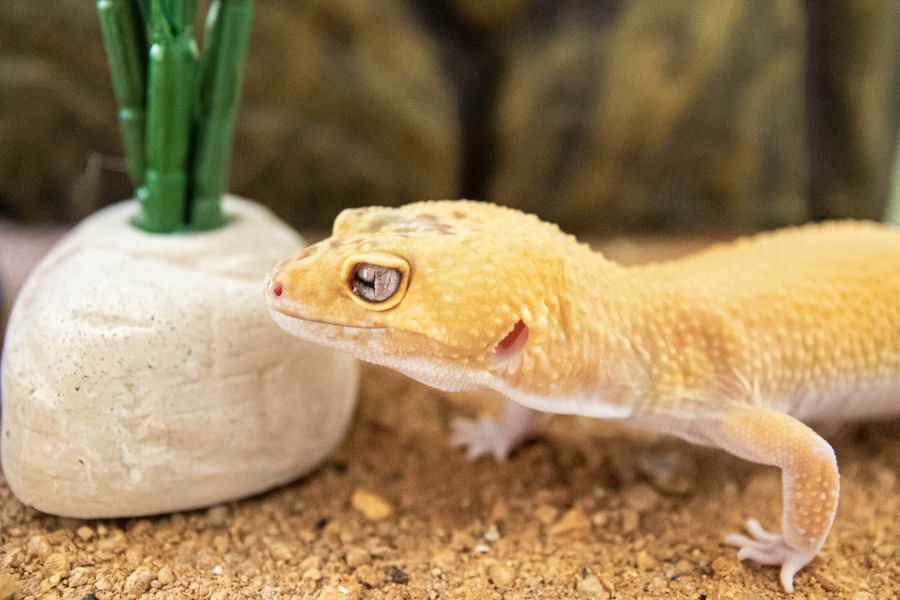 Leopard Gecko care sheet guide