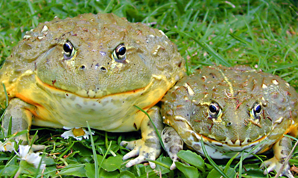 Goliath Frog vs African Bullfrog