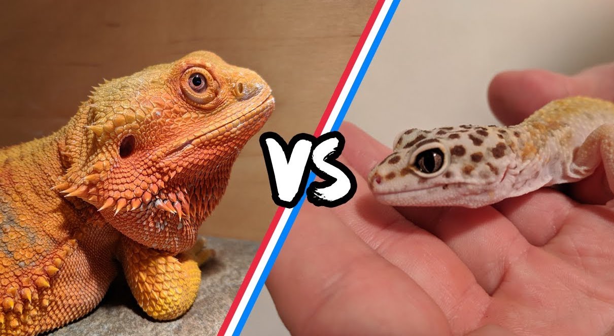 leopard gecko vs bearded dragon