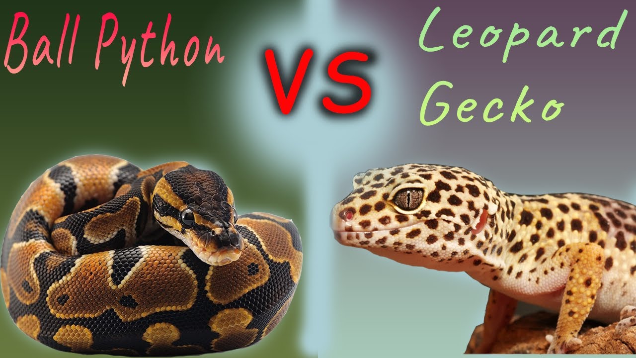 Ball Python vs Leopard Gecko Fight Comparison- Who Will Win?