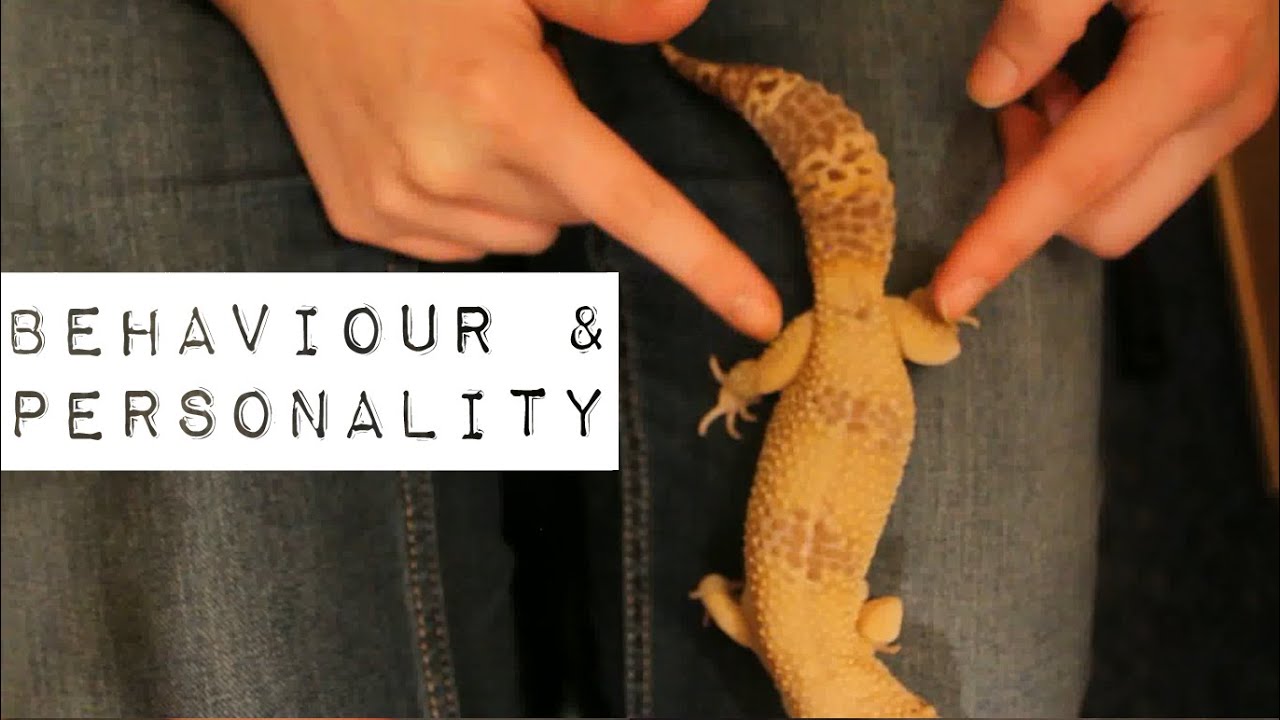 How to Identify Leopard Gecko gender whether it is male or female?