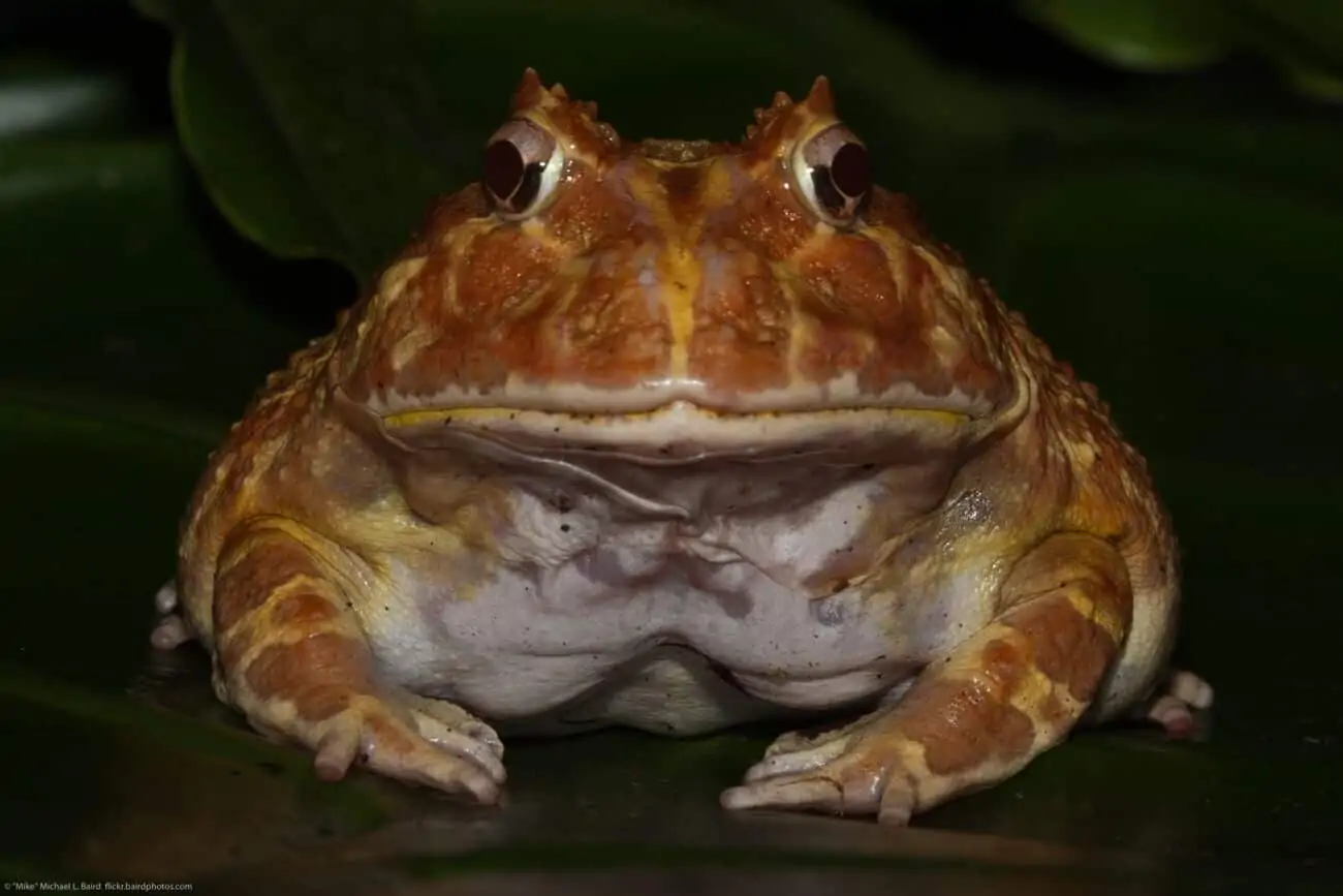 How to handle Pacman Frog during shedding skin in 2022?