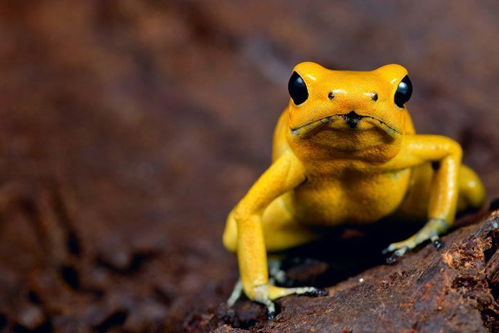 Are pacman frogs poisonous?