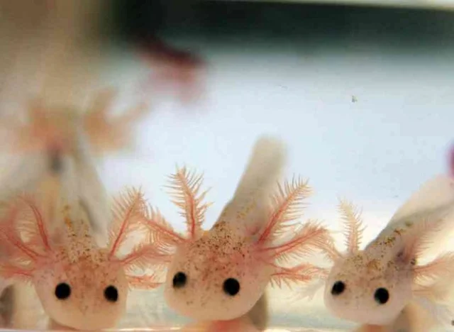 what is the lifespan of a Axolotl? How long does Axolotl live?