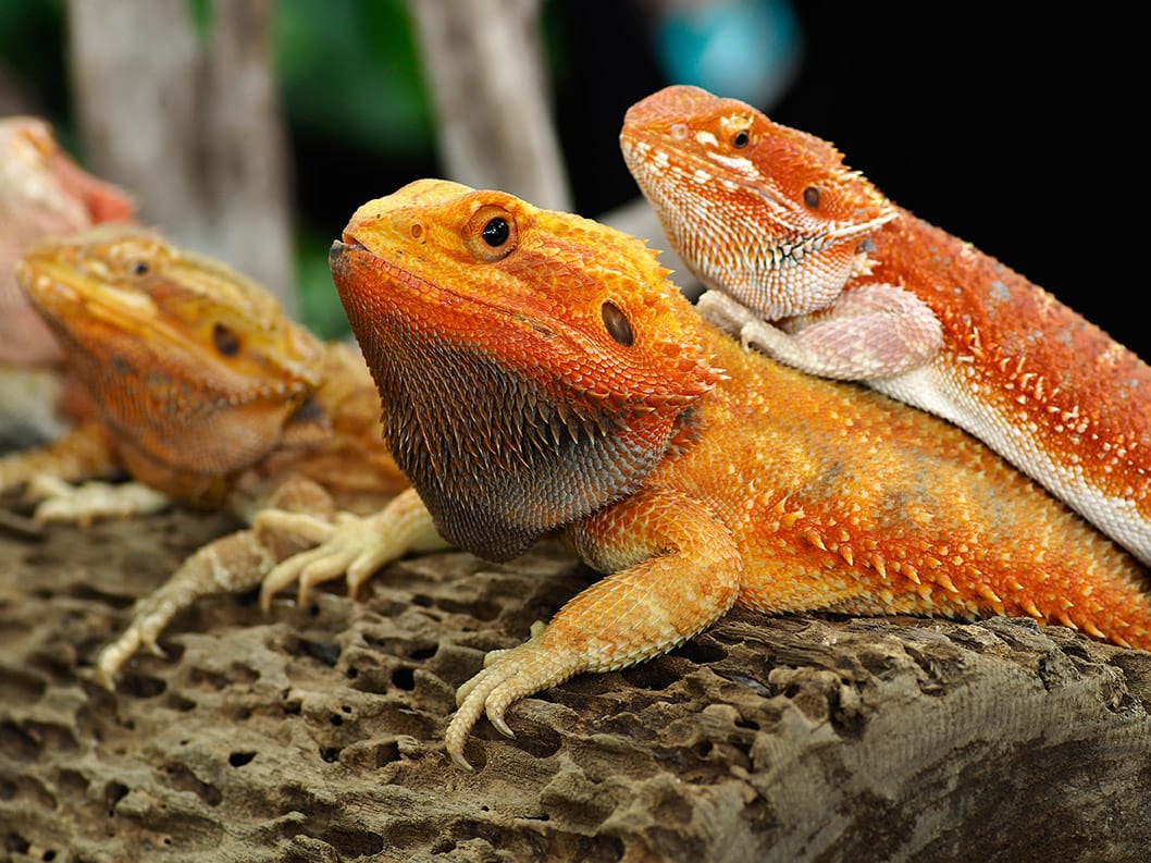 How to take care of baby red morph bearded dragon?