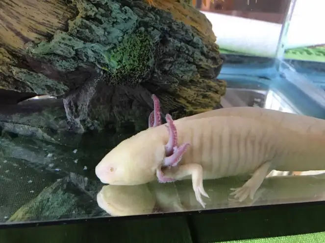 How to handle Axolotl during shedding skin in 2022?