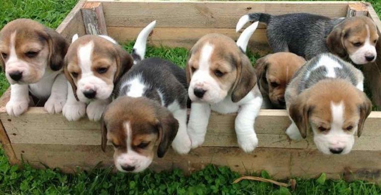 How many puppies can a beagle have?