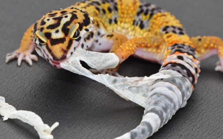 Best Leopard Gecko Shedding Aid & Care- Top Choices In 2022