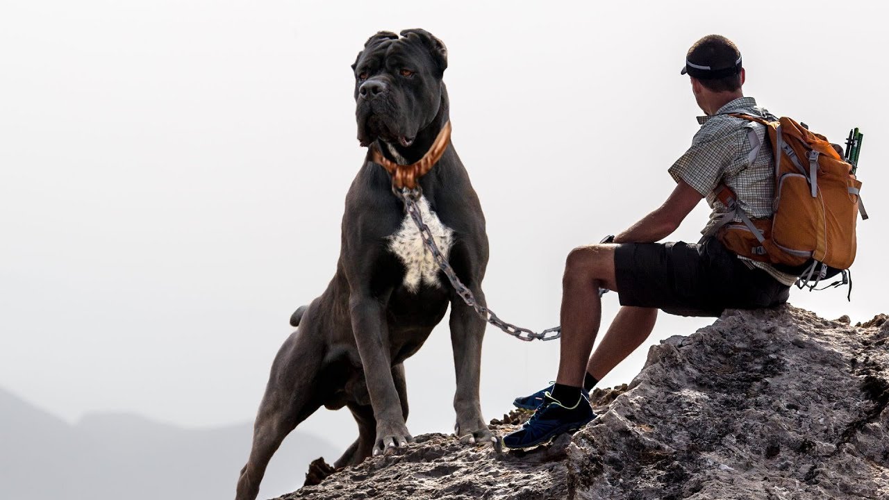 Best Dog Breeds for Hiking to check in 2022
