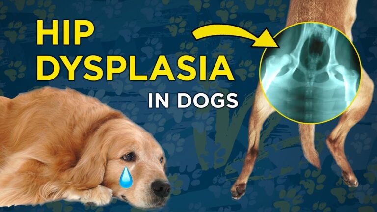 what is Hip Dysplasia in dogs and how to treat it?