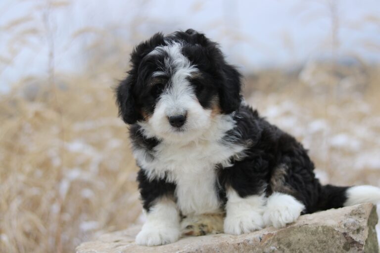 How to calculate bernedoodle weight? Bernedoodle weight calculator