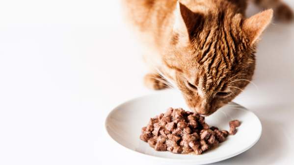 Tips To Help You Choose The Best Cat Food in 2022