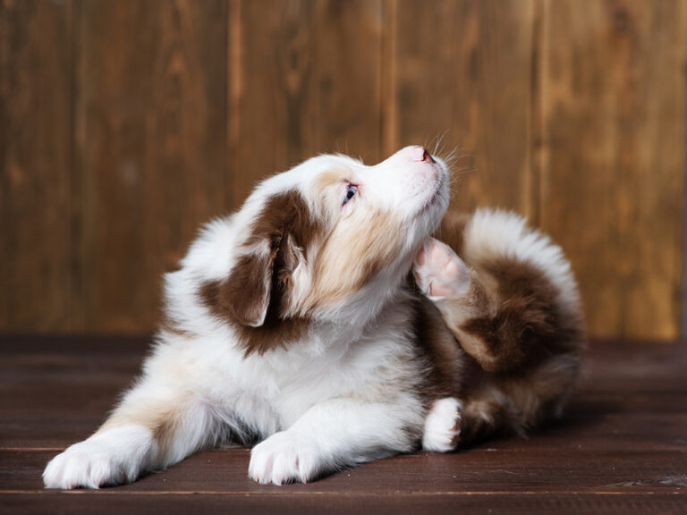 Is Your Dog Itchy? Treatment & Possible Causes