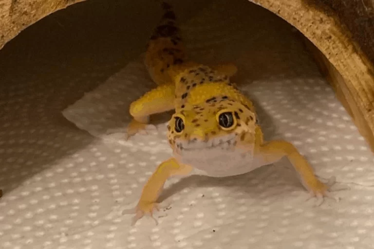 What does Leopard Gecko Noises mean?