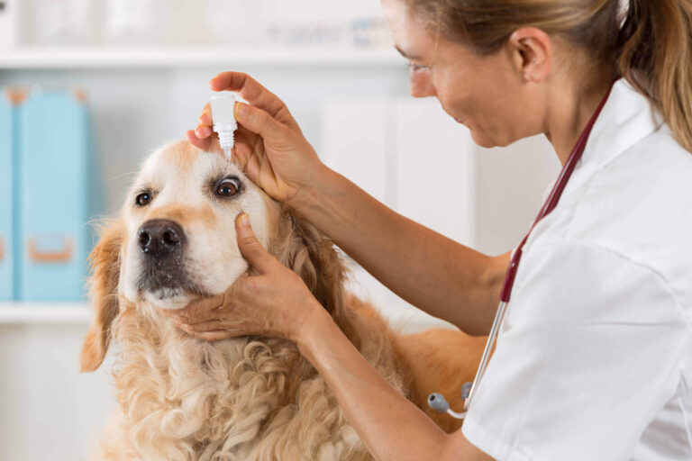 Where To Buy Best Animal Healthcare Products For Your Pet?